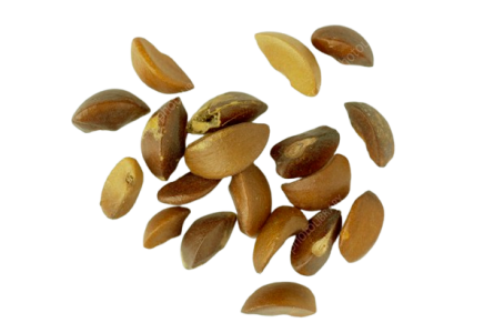 Indian Gooseberry Seed